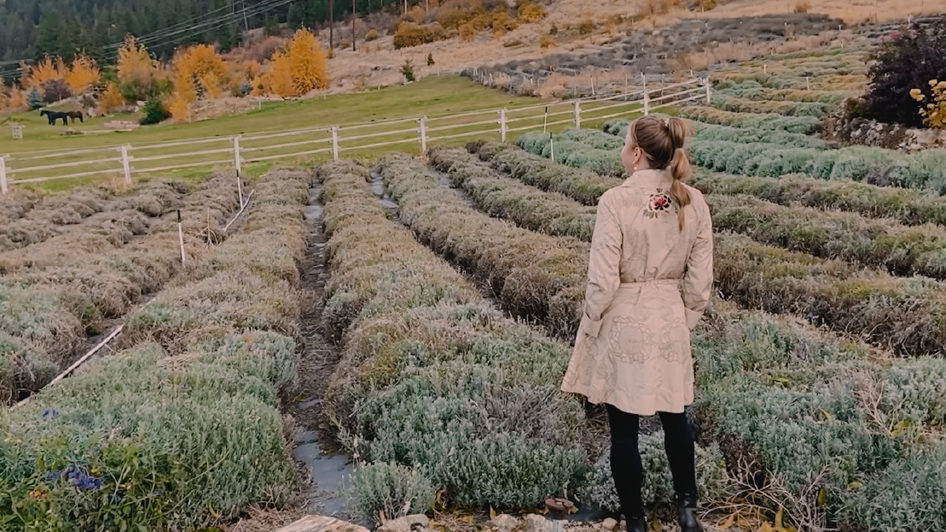 hayton-creek-lavender