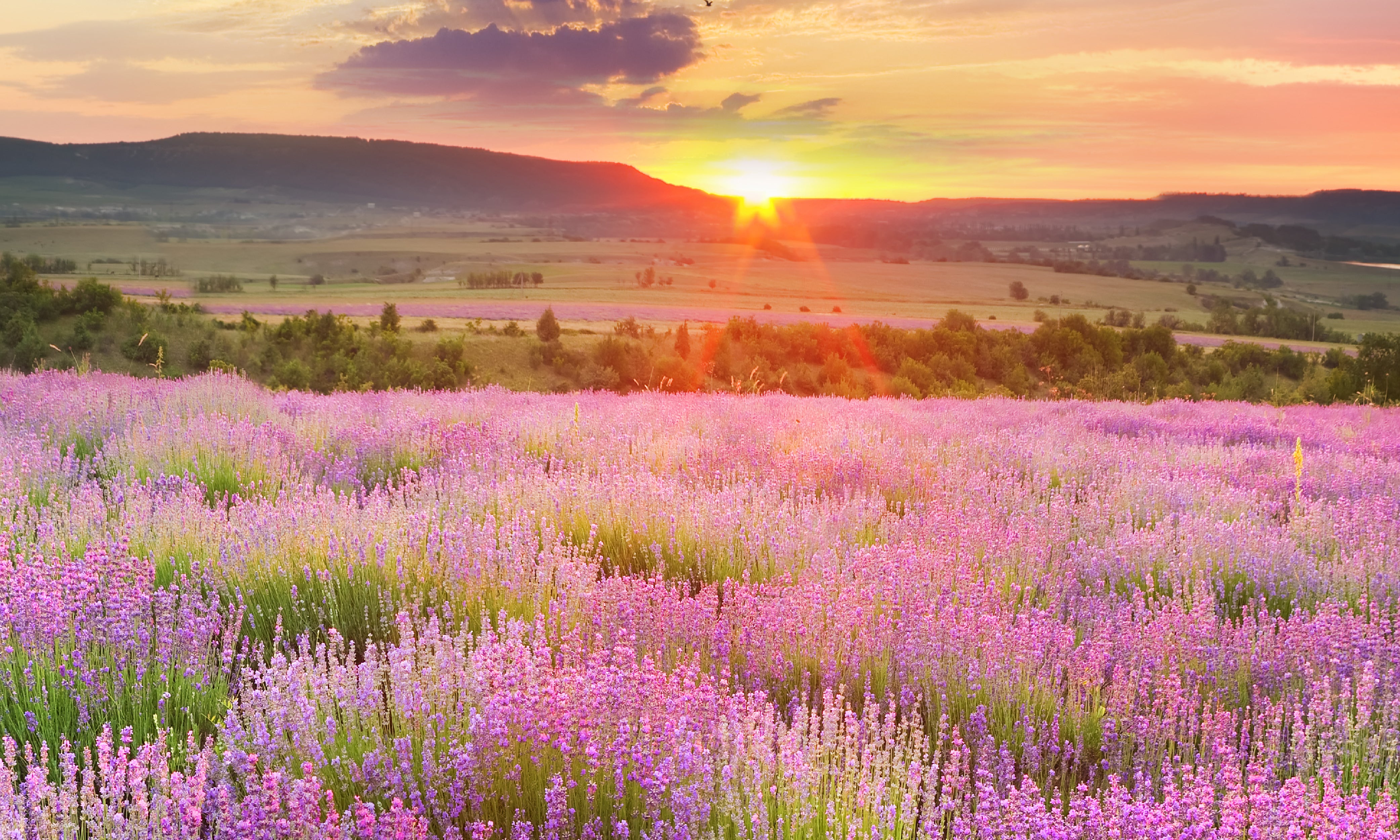 Hayton-creek-lavender-farm